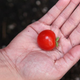 Image for article titled Full Summer Of Tending Backyard Garden Produces Single Edible Cherry Tomato